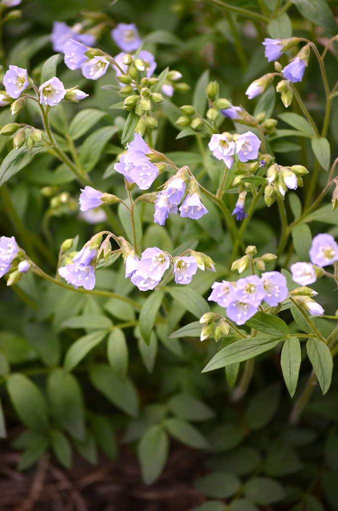 Polemonium reptans Jacob's Ladder Prairie Moon Nursery